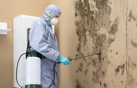 Best Environmental Consulting for Mold Prevention  in St Pete Beach, FL